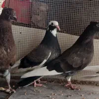 جوجه کاشانی|حیوانات|مسجد سلیمان, |دیوار