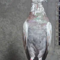 کبوتر غریبگیری