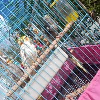 عروس هلندی سخنگو