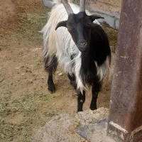 بزغاله