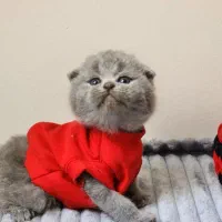 گوگولی ها عکسهای خودشون