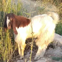 نربزخارجی درجه یک|حیوانات مزرعه|بندر ماهشهر, |دیوار