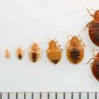 سمپاشی سوسک ساس تمام نقاط و حومه