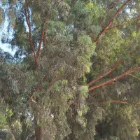 بریدن انواع درختان ایستاده|خدمات باغبانی و درختکاری|بوشهر, |دیوار