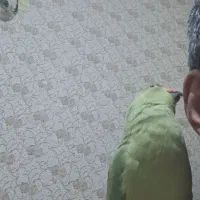 فروش تعدادی عروس هلندی و طوطی ملنگو|پرنده|شوش, |دیوار