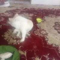 فروش سگ پاکوتاه خونگی3000000|سگ|یزد, |دیوار