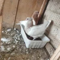 جوجه کفتر کله زرد|پرنده|رباطکریم, رباطکریم|دیوار