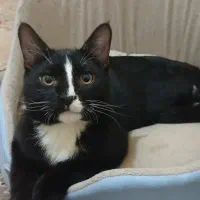 واگذاری با تجهیزات گربه با شناسنامه