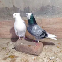 کبوتر حسابی گرفتنی