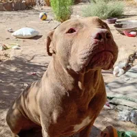 واگذاری سگ پیت بول|سگ|تربت جام, مسکن مهر|دیوار