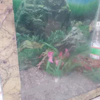 آکواریوم|ماهی|شادگان, |دیوار