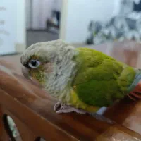 گرینچیک|پرنده|کرمان, |دیوار
