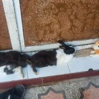 خرگوش باهوش