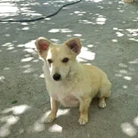 سگ‌ اشپیتز