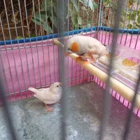 یه جفت فنچ همراه قفس|پرنده|فردیس, شهرک ۱۱۰|دیوار