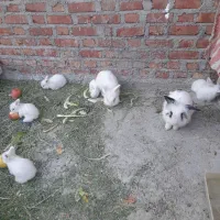 فروش خرگوش|موش و خرگوش|بوکان, |دیوار