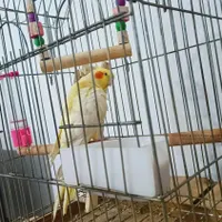 عروس هلندی زبل و باهوش|پرنده|نسیم‌شهر, |دیوار