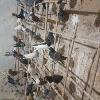 کبوتر پرشی قاقازان