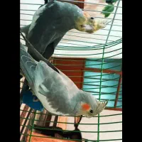 عروس هلندی. کفتر، مرغ، خروس، سگ|پرنده|بم, |دیوار