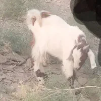 ۱۵ ۰۰۰۰۰۰