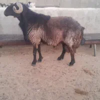 قوچ داشتی|حیوانات مزرعه|شیراز, علی آباد|دیوار