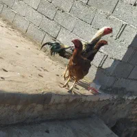 خروس لاری|حیوانات مزرعه|گرمی, |دیوار