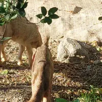 بز پاکستانی دوقلوزا با دو کهره نر ماده چراگی|حیوانات مزرعه|جیرفت, |دیوار