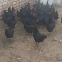 مرغ سیاه تخم گذار