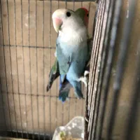 طوطی برزیلی