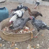 خروس وماکیان|حیوانات مزرعه|سراوان, |دیوار