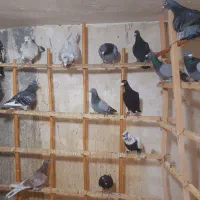 16عددکبوتریکجا