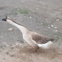 قو غاز افریقایی وارداتی اصل