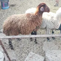 بره ماده افشار