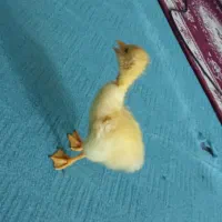 تخم قوقاز|حیوانات مزرعه|اهواز, آسیاباد|دیوار