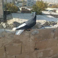 دم سفید|پرنده|محمدیه-قزوین, |دیوار