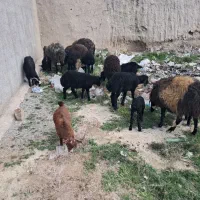 مغازه-یا-انباری-یاکارگاهی130-متری