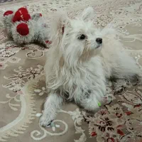 سگ کوچولو|سگ|قم, شهید صیاد شیرازی|دیوار