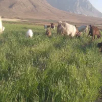 فروش ۹راس بز با۸ راس بزغاله|حیوانات مزرعه|داران, |دیوار