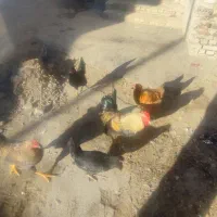 تعدادی. مرغ و خروس محلی   درجه یک