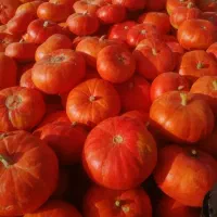 کدو حلوایی قرمز
