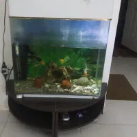 آکواریوم شیشه خم60*30|ماهی|همدان, |دیوار