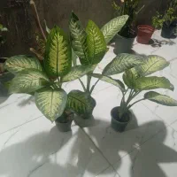 گل طبیعی دیفن باخیا|گل و گیاه طبیعی|قشم, |دیوار