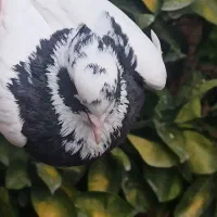 کفتر طوق سیاه ماده