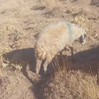 فروش ۷راس میش بومی|حیوانات مزرعه|فریدونشهر, |دیوار