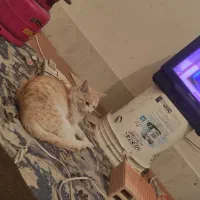 گربه گمشده|حیوانات|زابل, |دیوار