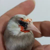 سهره چونه سفید سهره ابلق سهره زاغ
