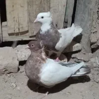 سه عدد کفتر|پرنده|باغ بهادران, |دیوار