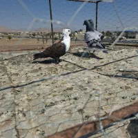 جوجه کلاغ کاکلی جفت سبز|پرنده|تربت‌حیدریه, منظر|دیوار