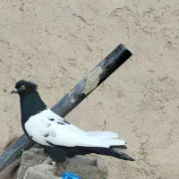 کبوتر فروشی