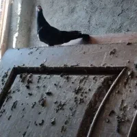 کبوتر .کفتر|پرنده|مشهد, شهرک ابوذر|دیوار